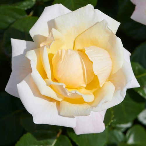 Biela - Stromková ruža s klasickými kvetmistromková ruža s kríkovitou tvarou koruny